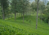 Zájazdy Srí Lanka - čajové plantáže