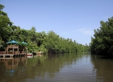 Centara Ceysands Bentota - mangrovníky