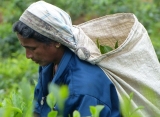 Zájazdy Srí Lanka - čajové plantáže