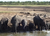 slony v Udawalawe Srí Lanka