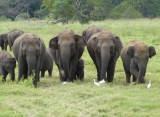 Slony v NP Minneriya, Srí Lanka