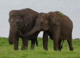 Zájazdy Srí Lanka - Slony v NP Minneriya