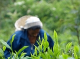 čajové plantáže, Srí Lanka