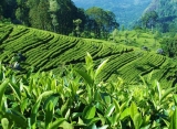 čajové plantáže, Srí Lanka