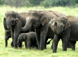 slonie safari, Srí Lanka