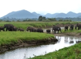 Národný park Minneriya, Srí Lanka