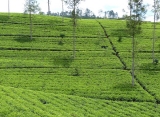 čajové plantáže na Srí Lanke