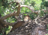 Leopard, národný park Willpathu, Srí Lanka