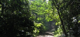 Dažďový prales Sinharádža