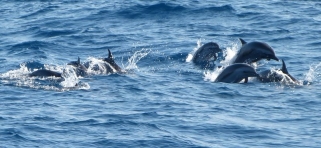 Delfíni, Srí Lanka