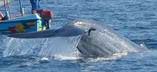 Velryby, Srí Lanka