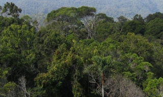 Dažďový prales Sinharádža