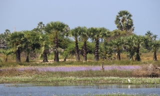 Zájazd Srí Lanka - sever, Jaffna a východná pláž 