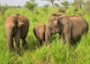 Zájazdy Srí Lanka - slony