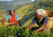 Zájazdy Srí Lanka - zberačky čaju