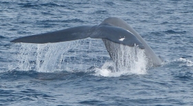 Modrá velryba, Srí Lanka