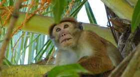 Opice, Srí Lanka