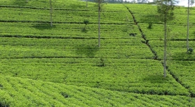 Čajové plantáže, Srí Lanka