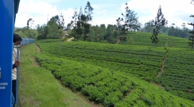 Cesta vlakem přes čajové plantáže